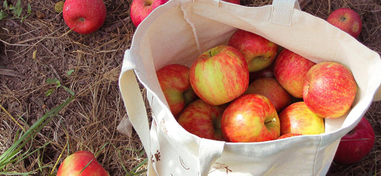 Apples in a bag at an apple orchard.