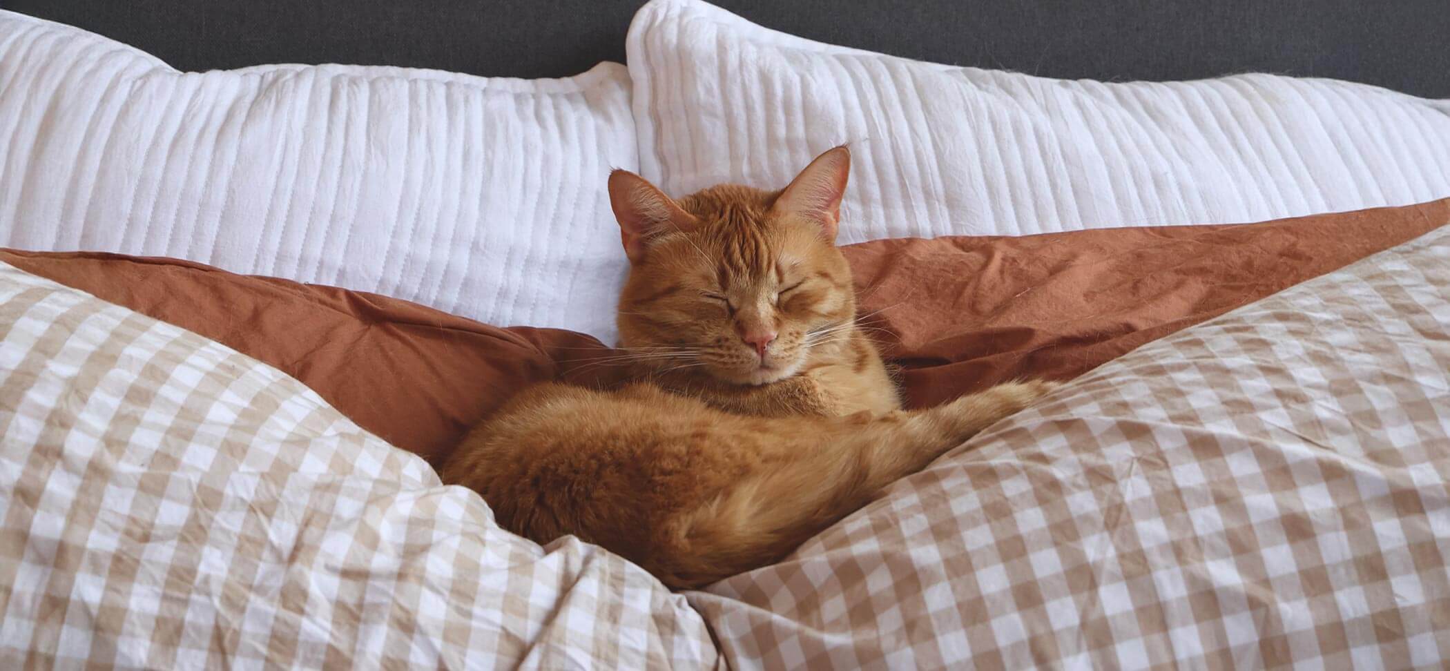 Cat sleeping on a bed with checkered and plaid bedding